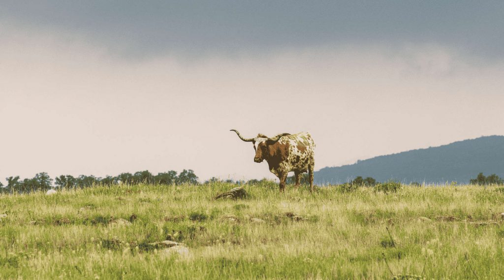 texas longhorn field